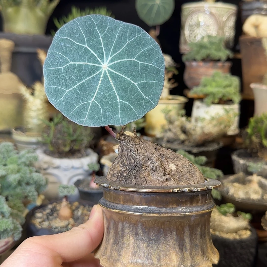 一物一拍老家一叶龟390