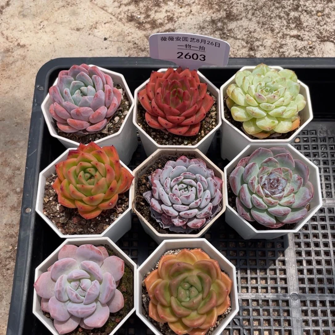 薇薇安园艺多肉2603