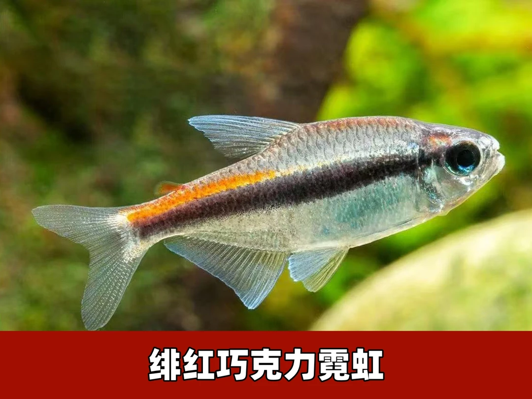 【渔扬水族】绯红巧克力霓虹鱼