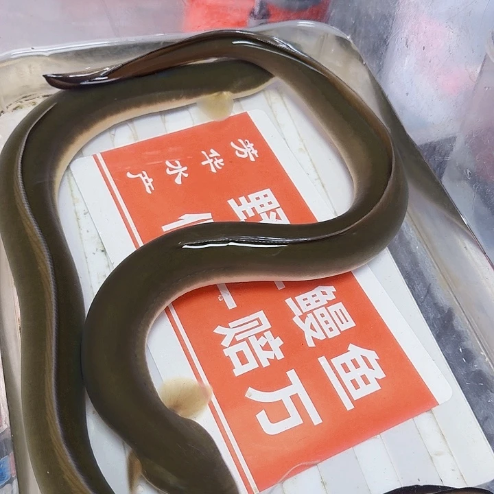 野生鳗鱼二斤三多