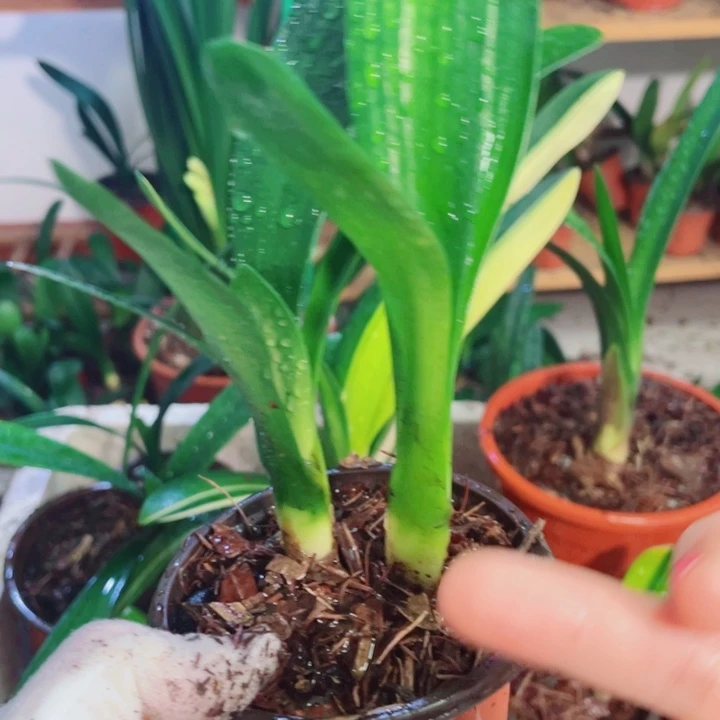 完全开放君子兰开花好看