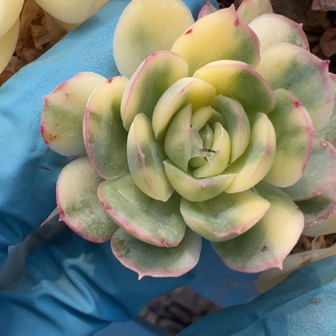 草莓冰锦，花脸锦头现砍无根