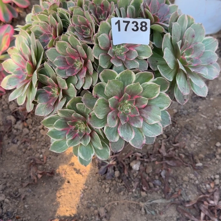 1738莲花座清棚处理不包断枝