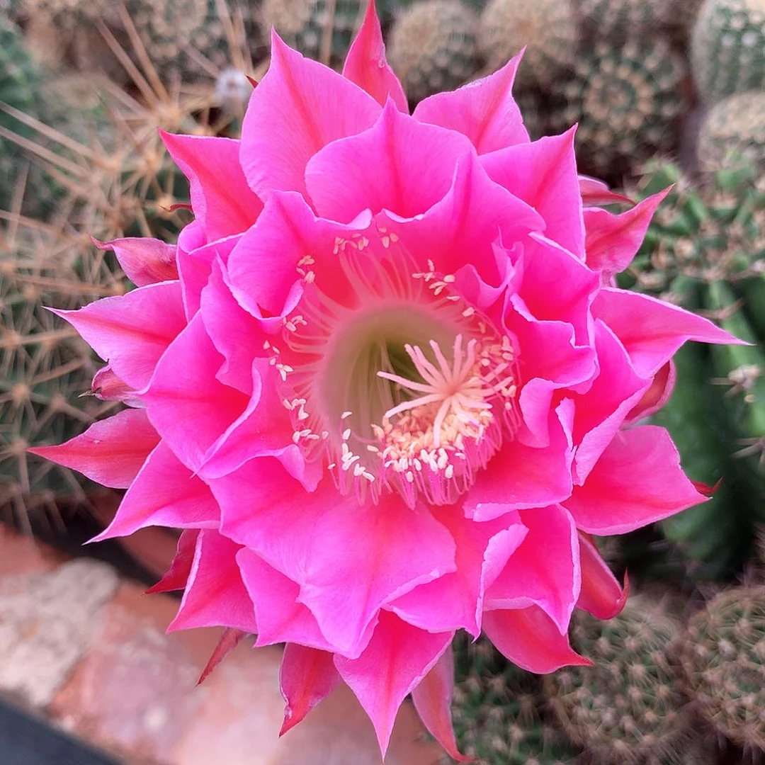 实生彩草1821 15公分杯