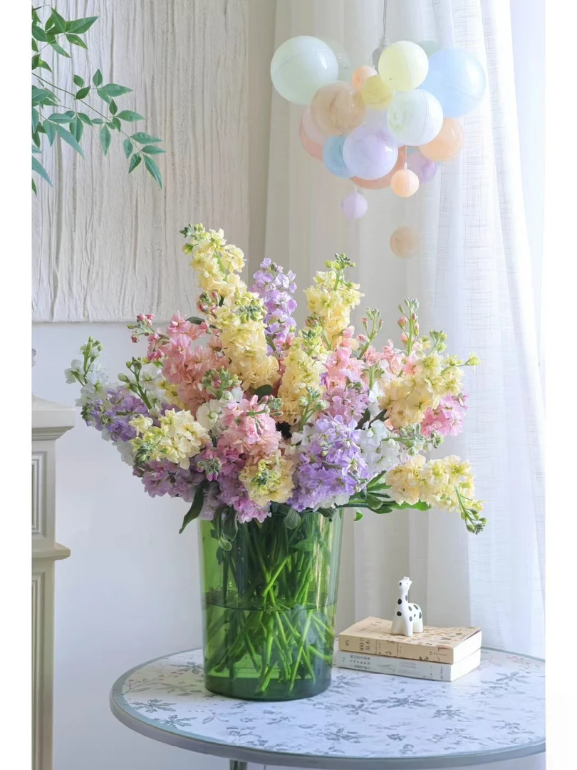 【买一送一】混色重瓣香香紫罗兰  基地鲜花  水养