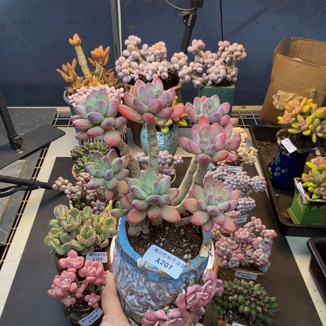 207苹果美人多肉14cm