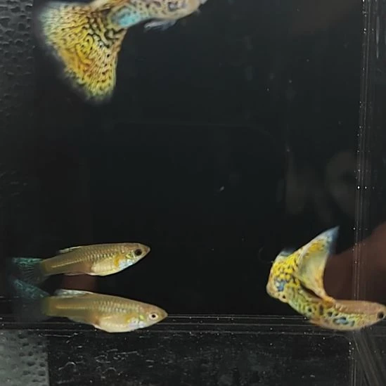 孔雀鱼赛级黄蛇王孔雀鱼2对
