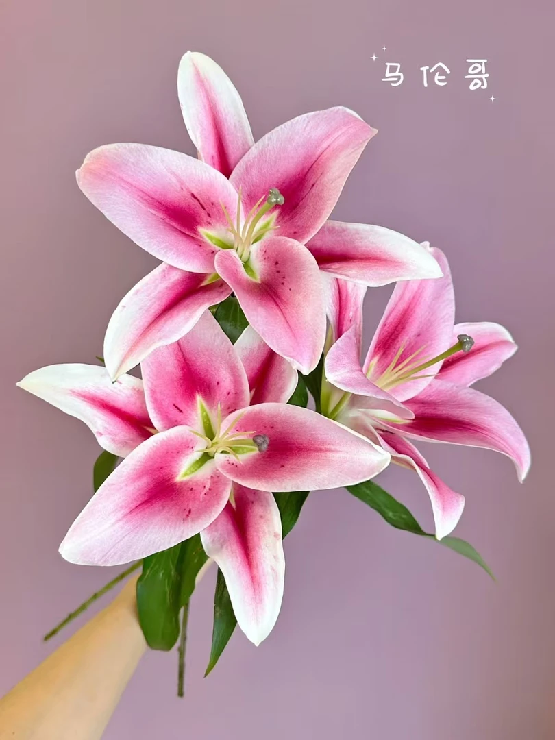 粉色马伦哥香水百合一头5支（5朵）  基地鲜花  水养