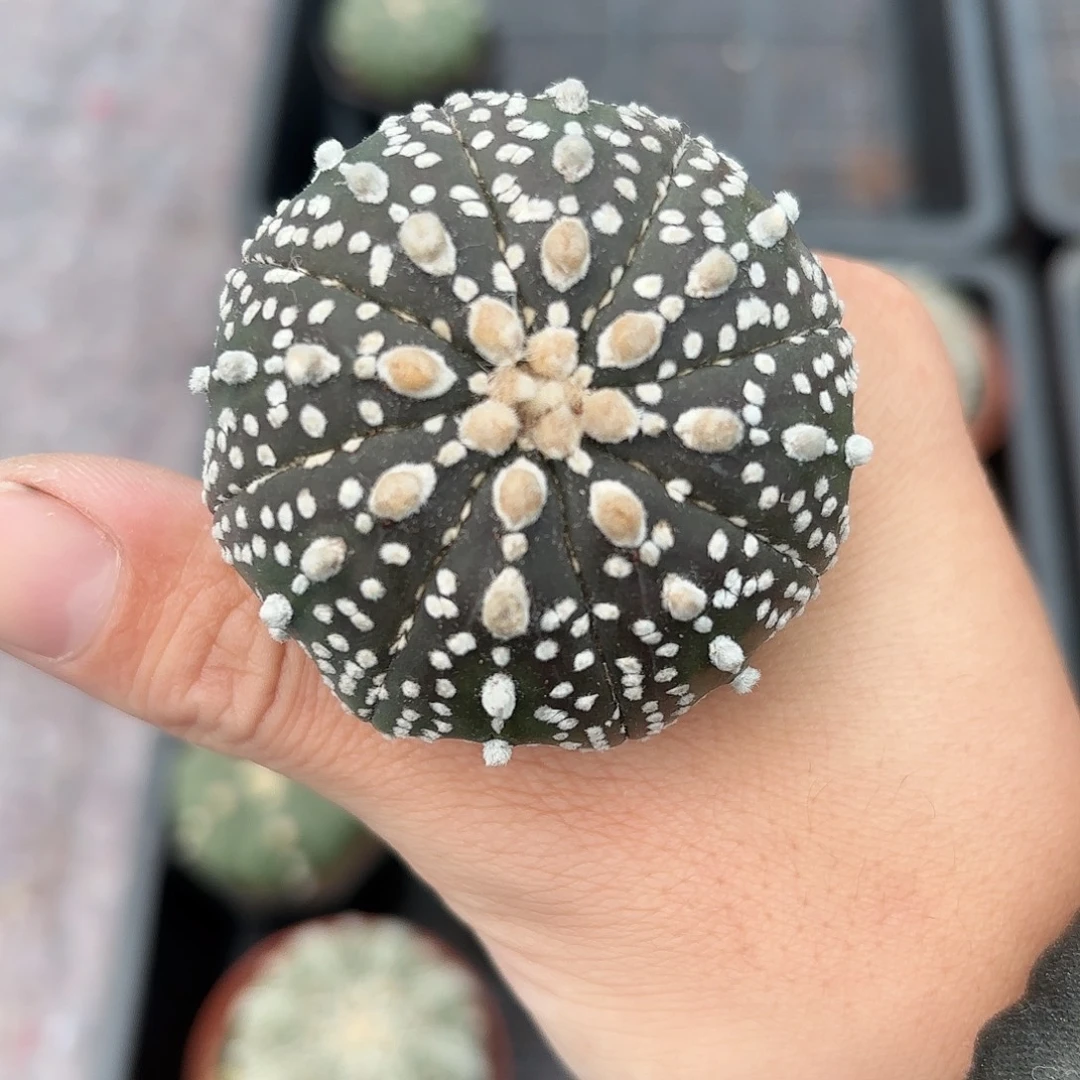 竞拍，一物一拍，脱土发