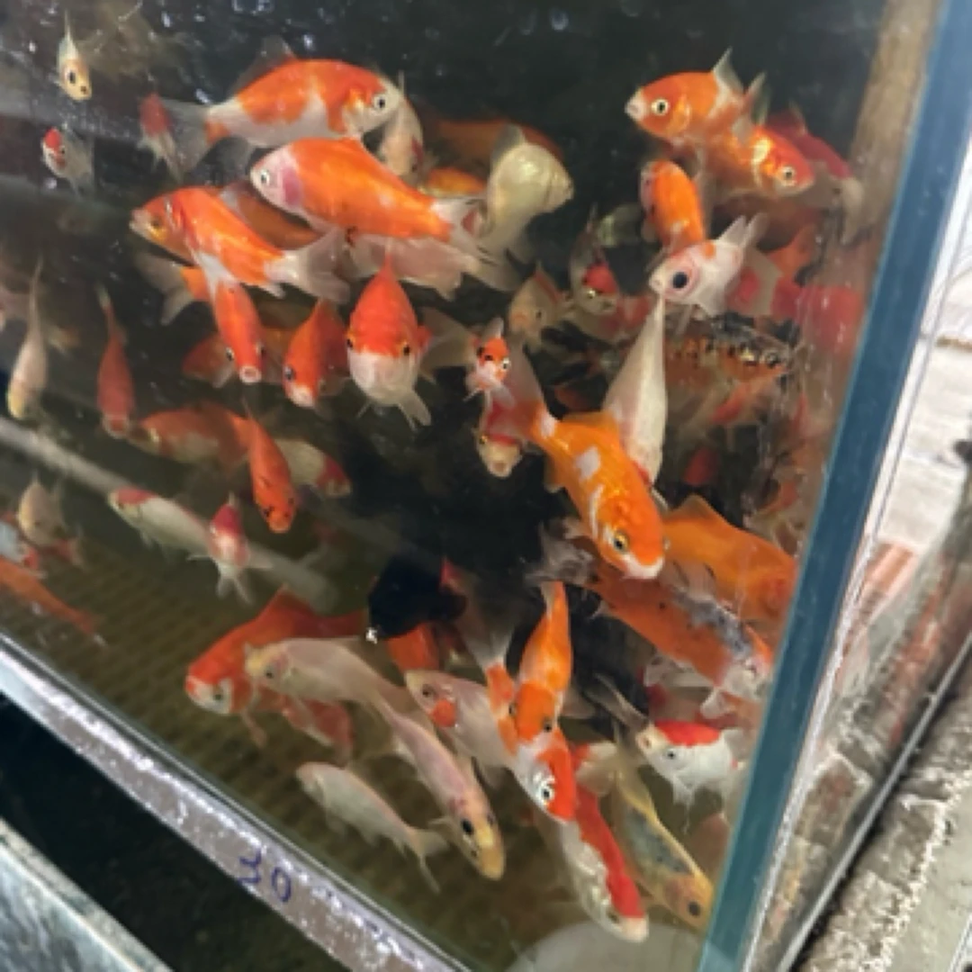 金鱼短尾草金观赏鱼