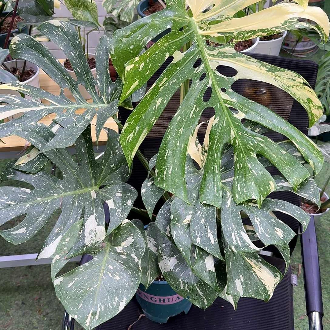 无花朵D**iG35洒金福利价