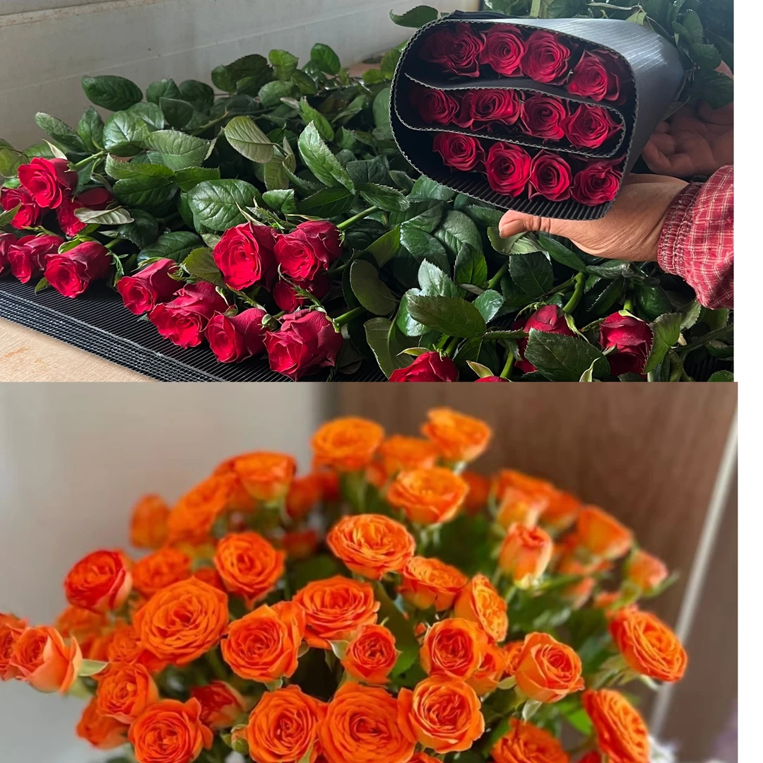 【双拼玫瑰】玫瑰花基地直发