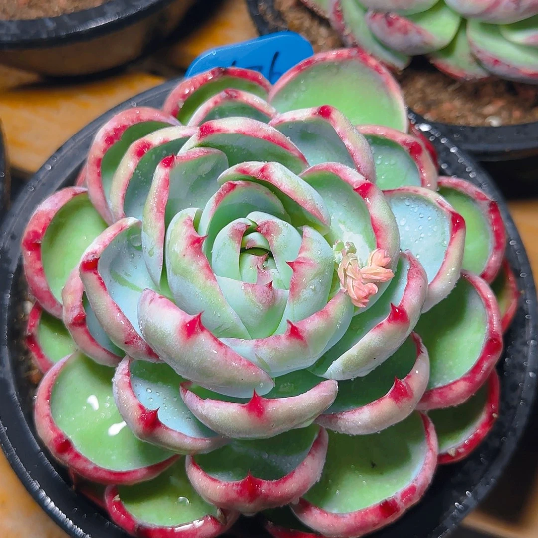 惊鸿仙子一物一拍676号