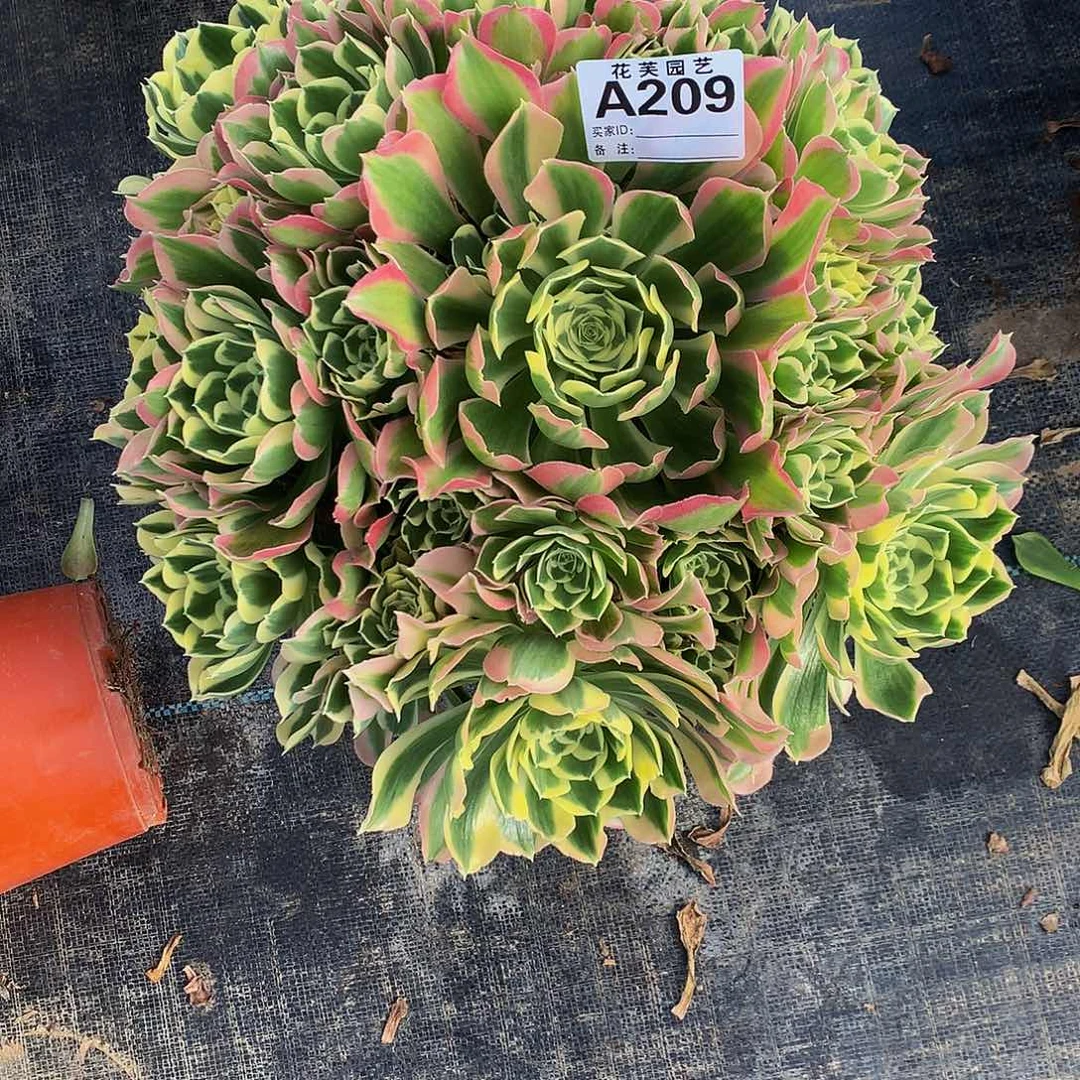 209多肉法师采风