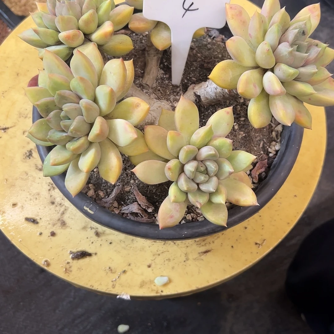 4象牙。