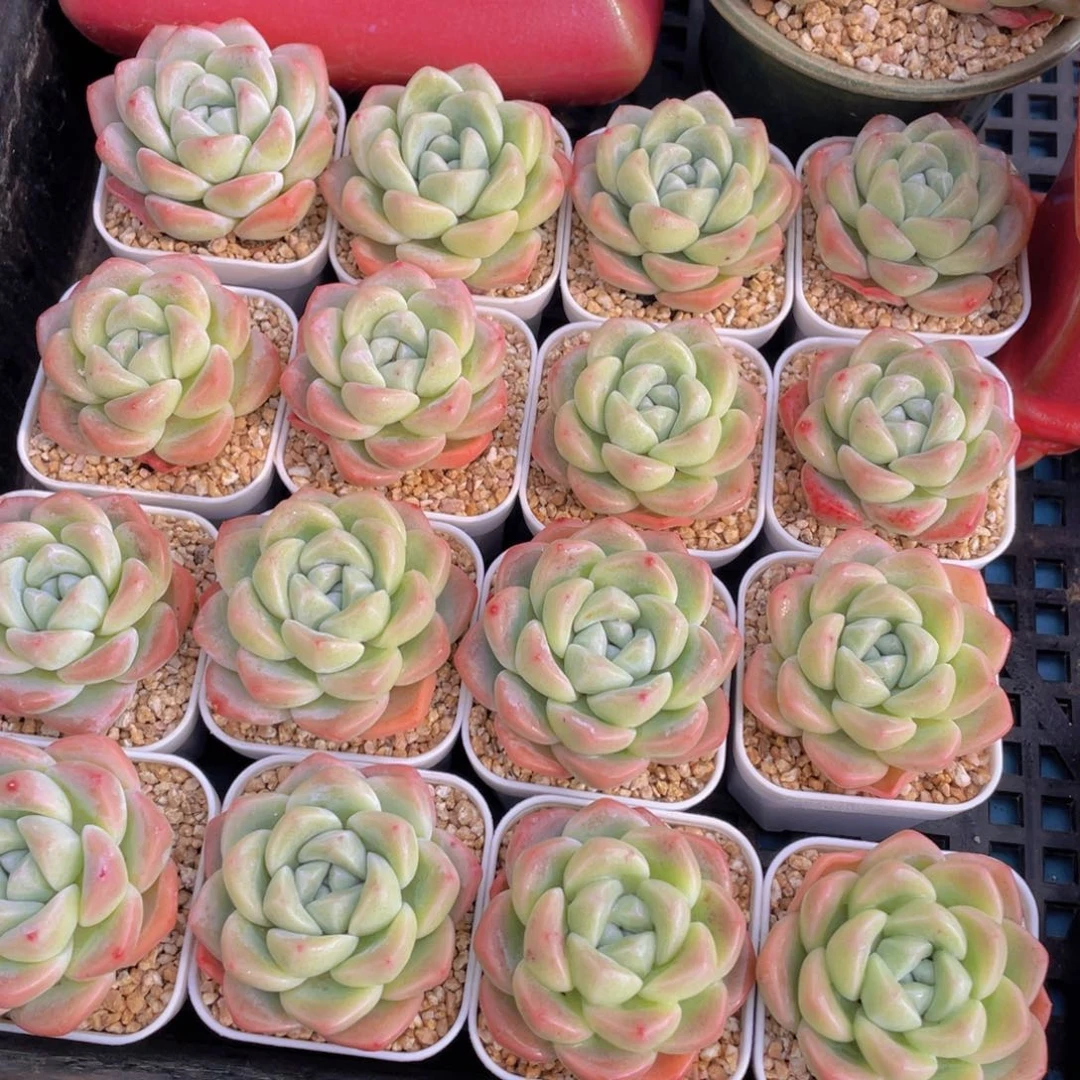 量拍37号 奶油胖冰玉单头三个z带小白方