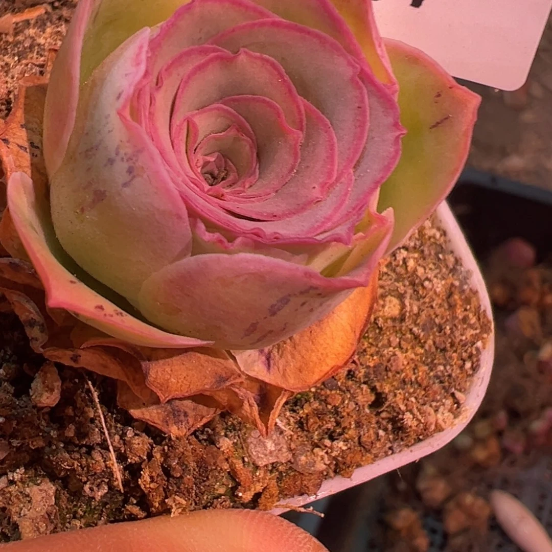 倾**光福袋 福袋 福袋 T507