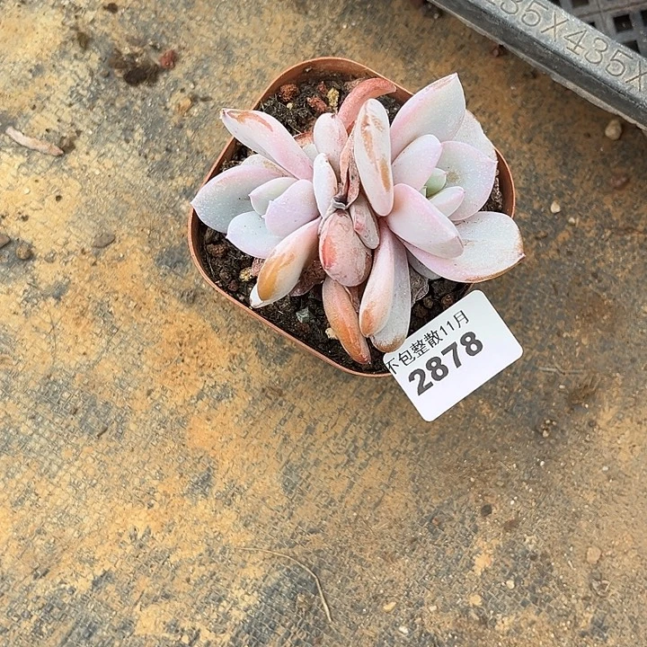 阿雅园艺。        2878奶茶