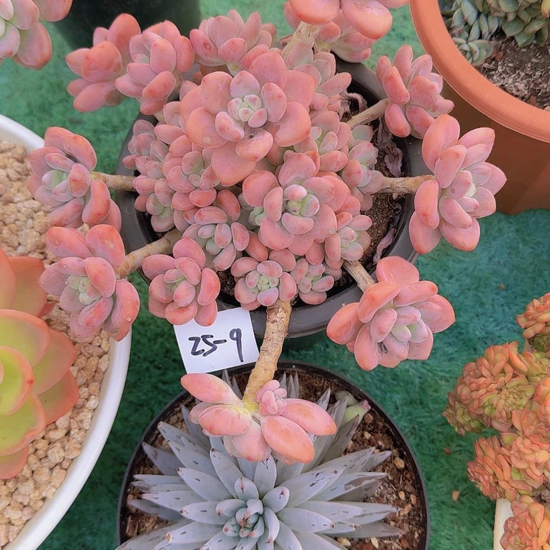 若***燑25-9洛神多肉植物