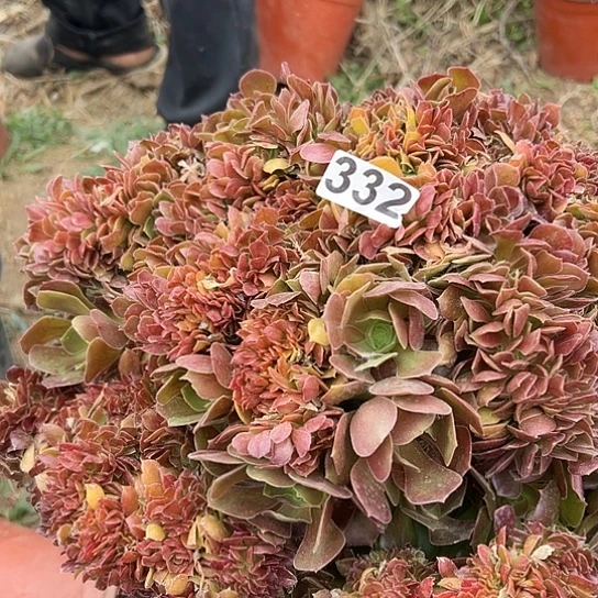 多肉植物一个有伤