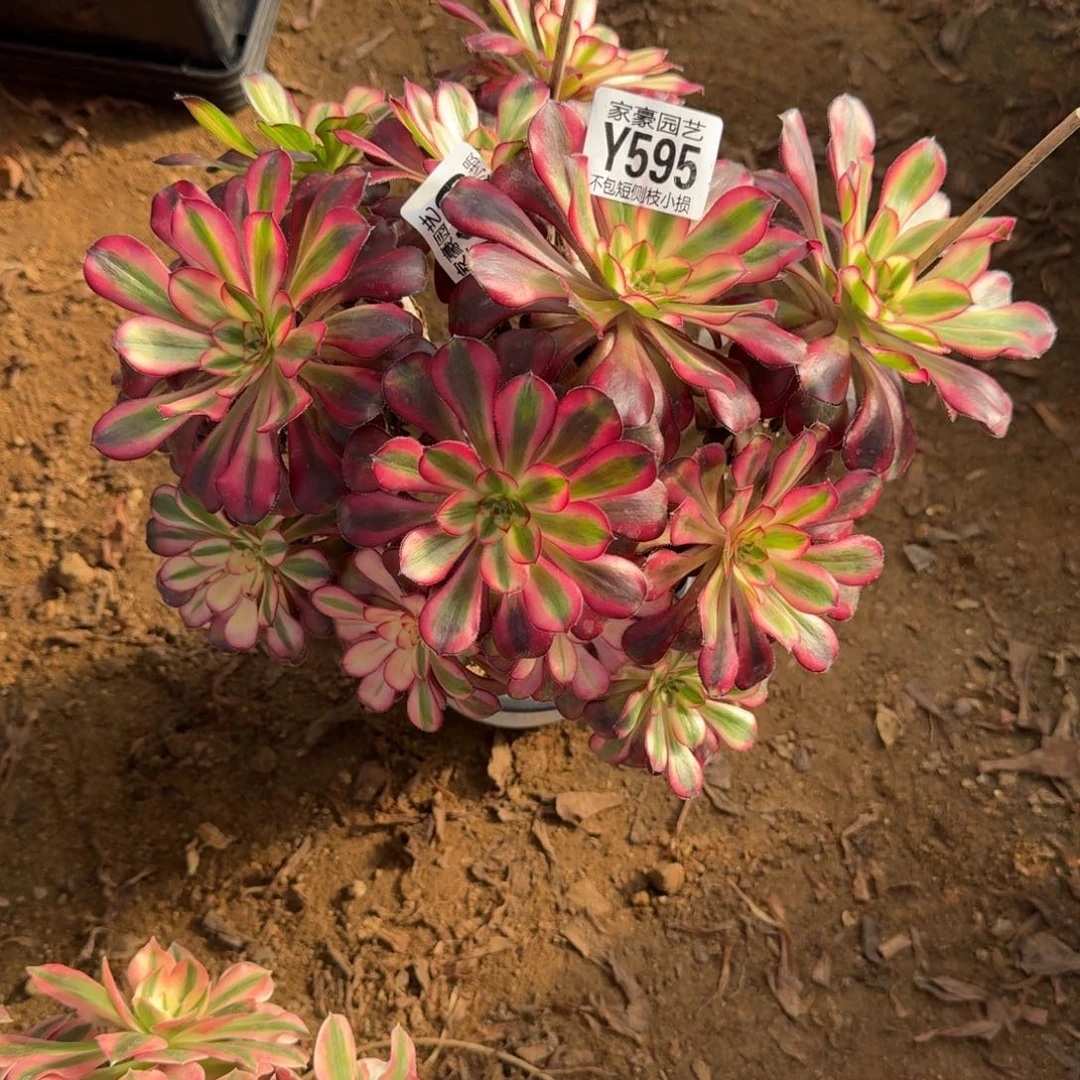 595香奈儿官服22左右2