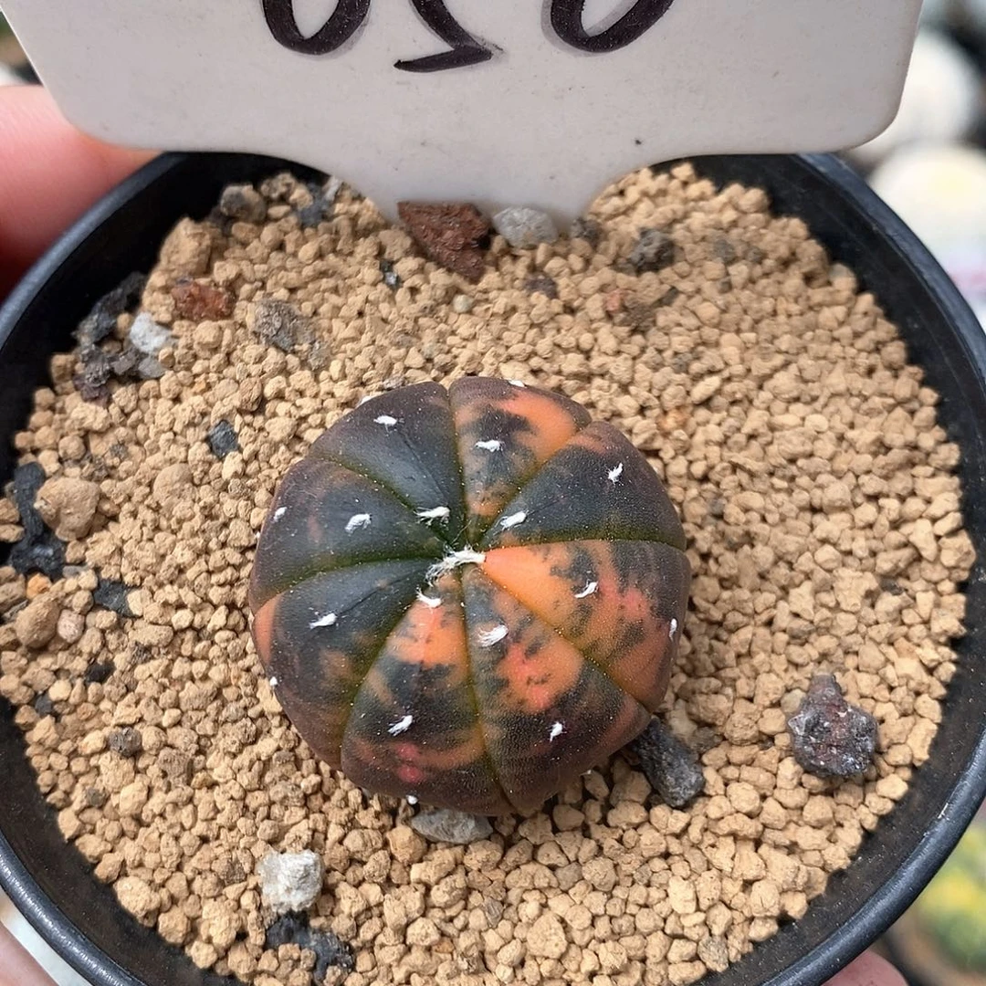 050兜锦系列产品福利