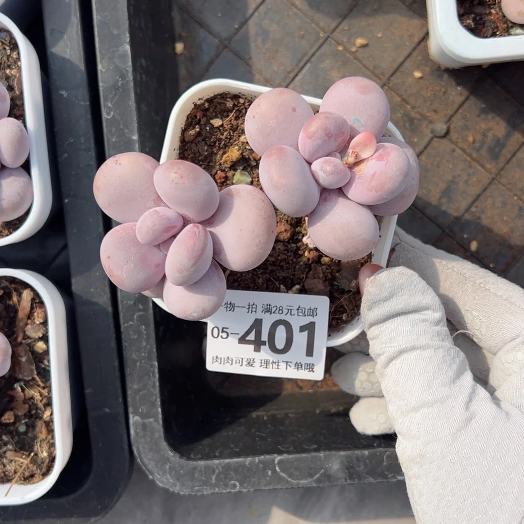 奶酪多肉多肉多肉多