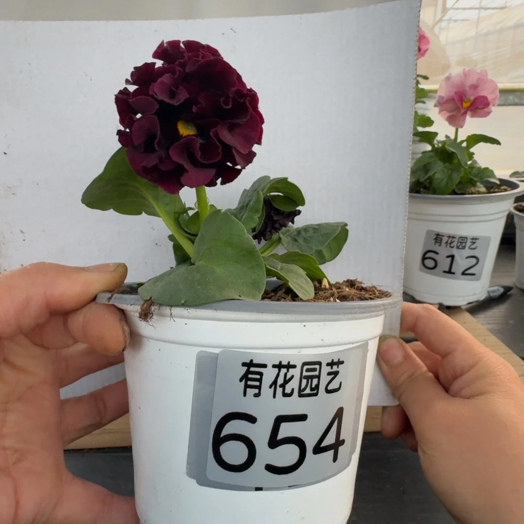 无花朵654号角堇