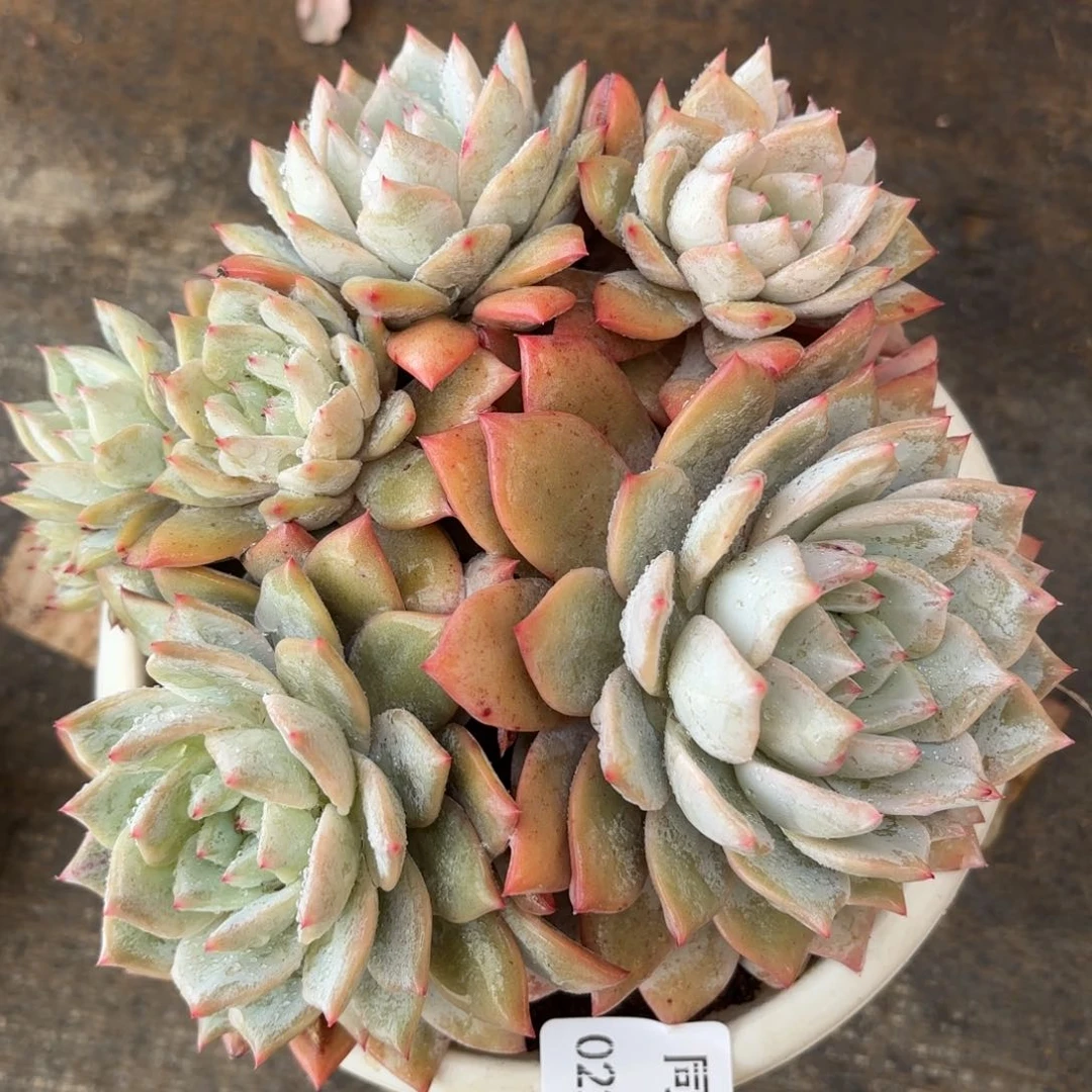 同温层多肉52粉蓝鸟