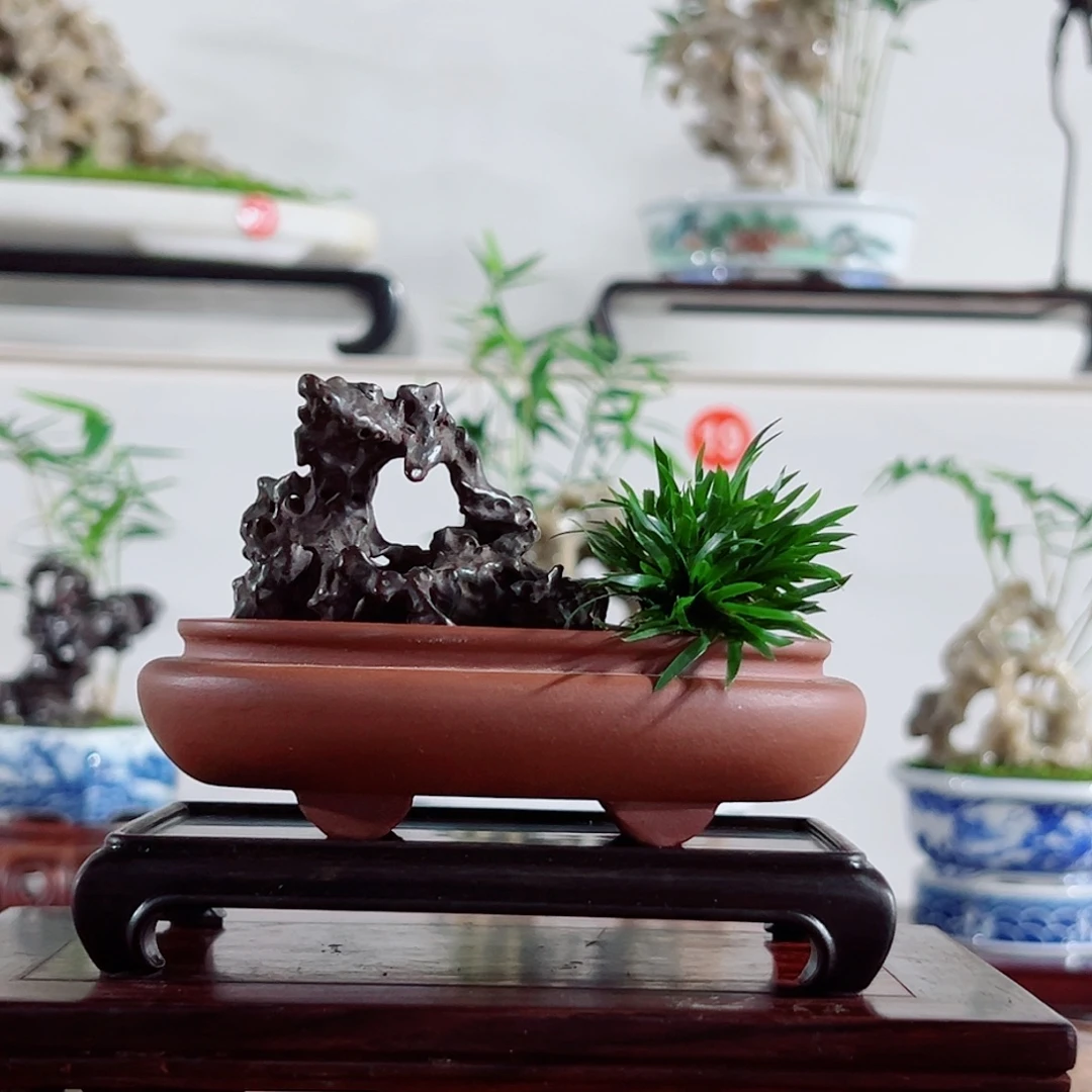 王****无花朵盆景，菖蒲，太湖石