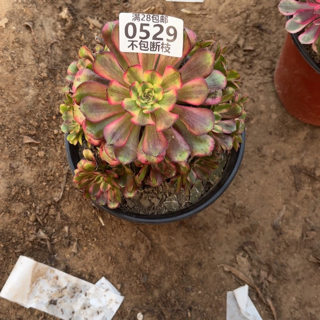 M. 529舞天姬多肉1？ade