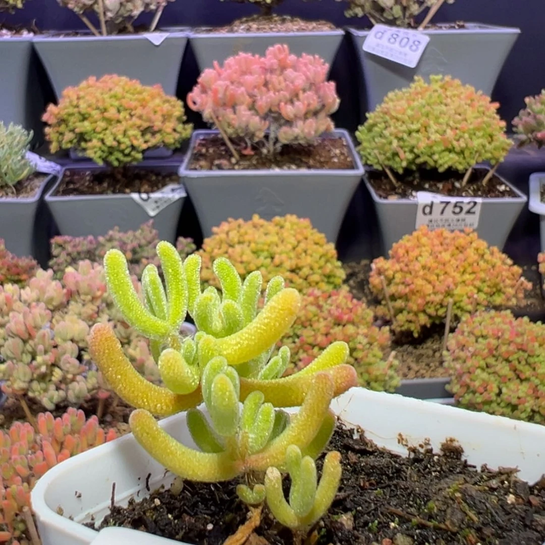 【闪购商品】咩****)d843琉璃黄锦补邮