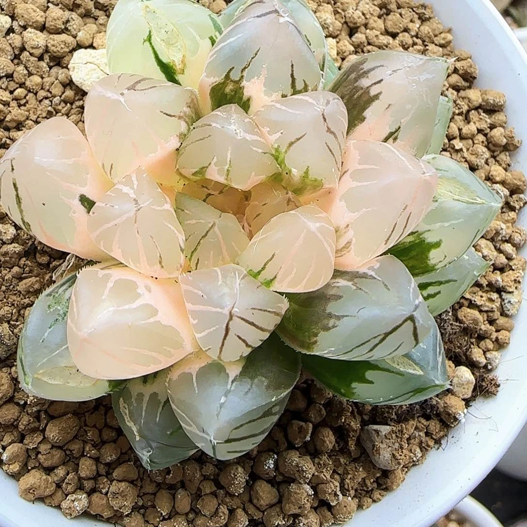 230号紫王玉露锦一物一拍带盆土