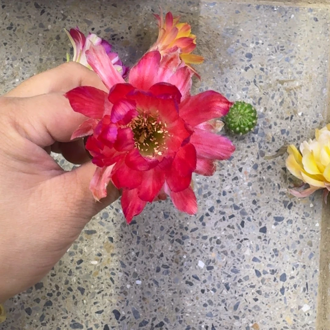 205丽花丽杂歪无根侧牙3公分左右，20包邮