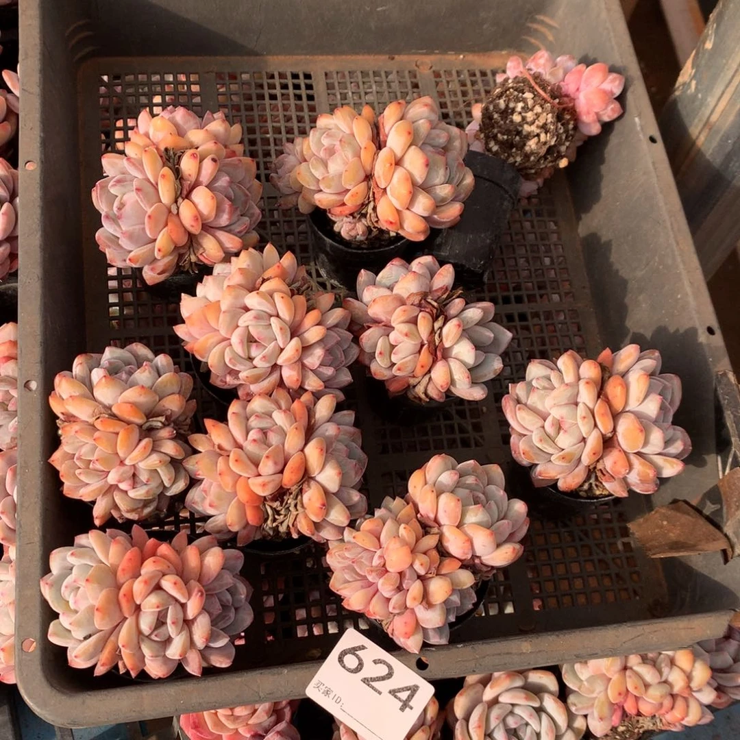 a***u624号新疆西藏内蒙古不包邮的