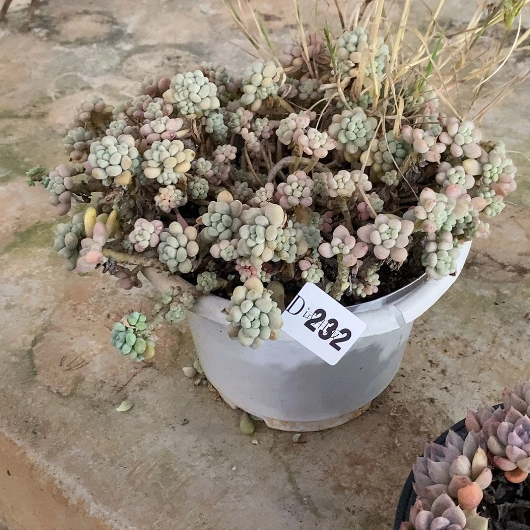 不***鱼232洛可可多肉植物
