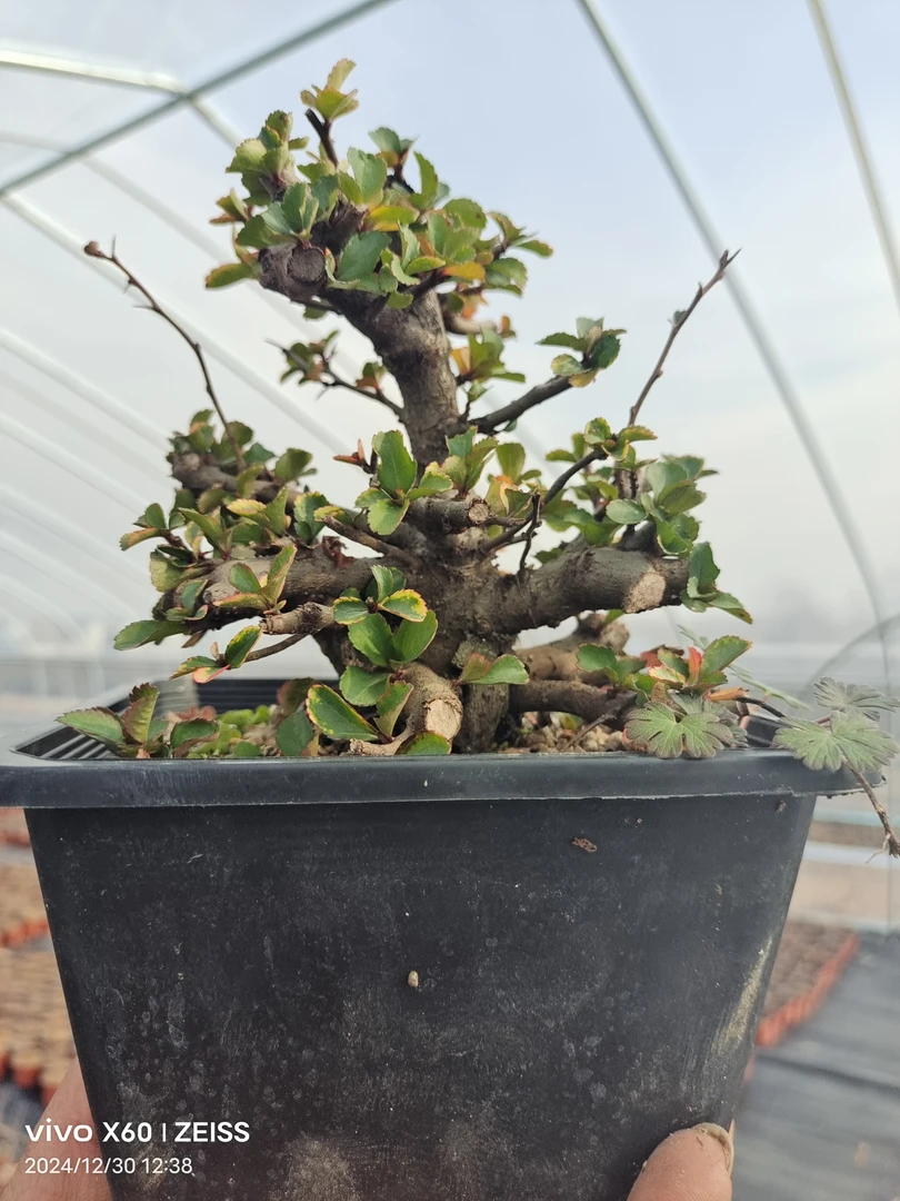 直播间一物一拍 室内绿植红花一号长寿梅（保湿发货）