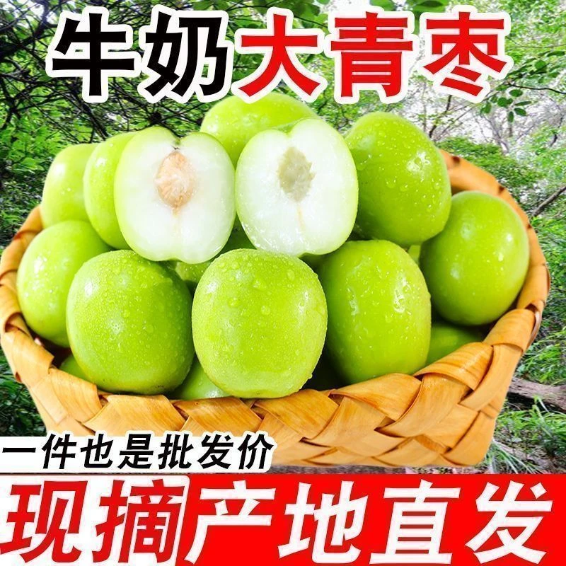牛奶枣大青枣新鲜水果当季应季5斤甜脆蜜枣贵妃枣冬枣
