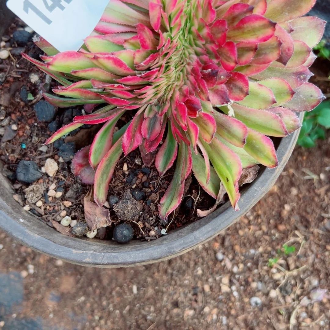 我1428 号多肉法师新年特价月产