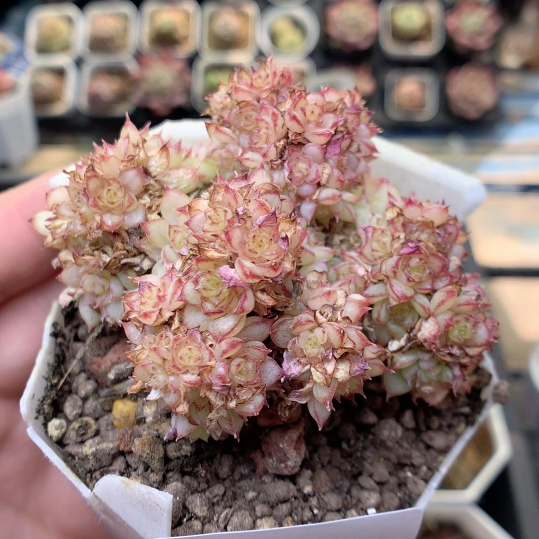 W17 ，20包邮两天凑单偏远不发货