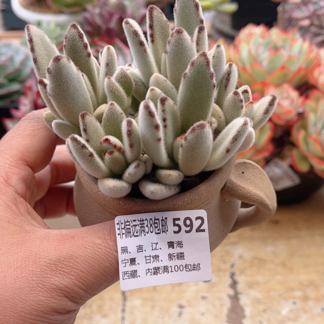 592福兔耳德华多肉