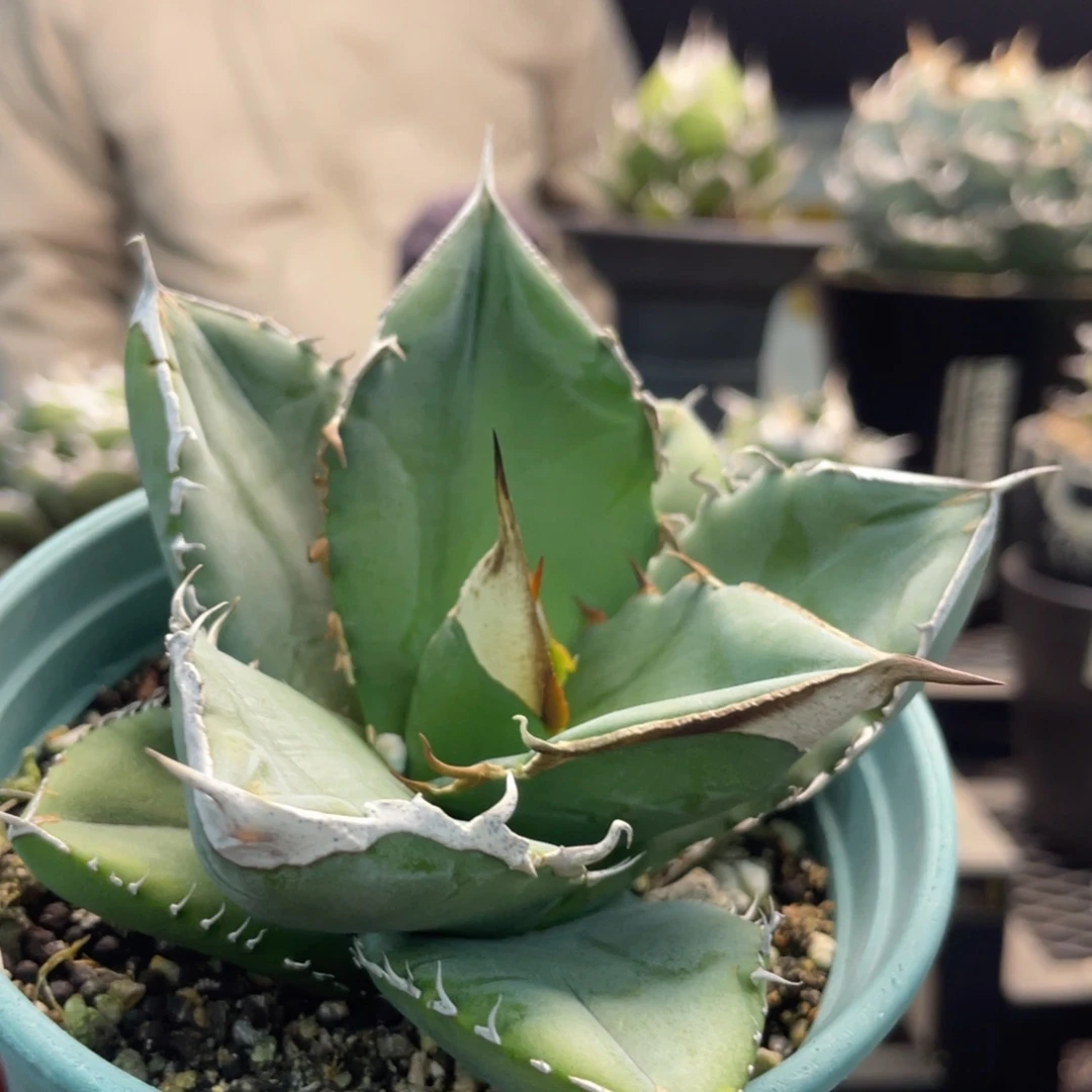 大白鲨8888888888888