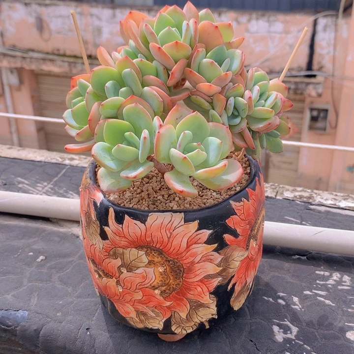 白月光自然小树无砍老庄