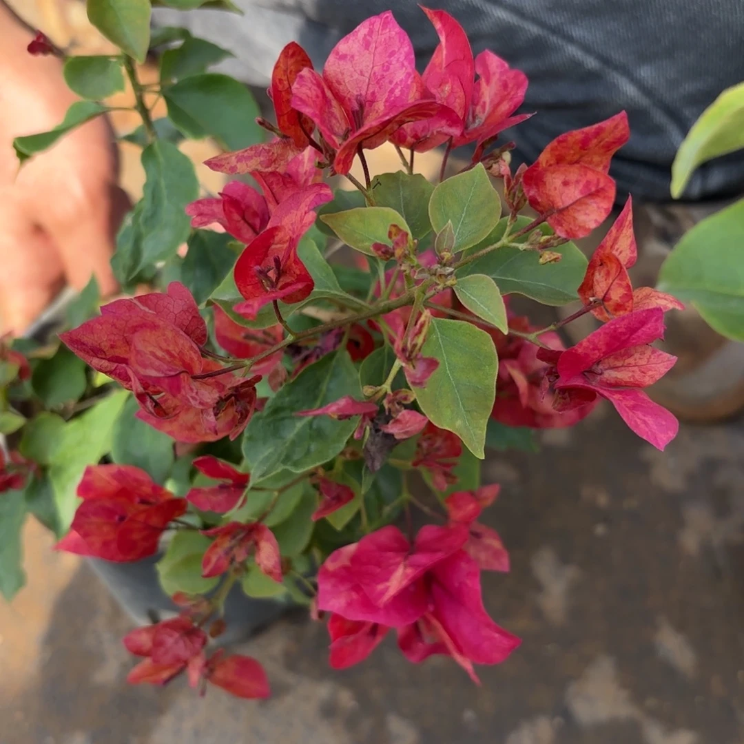 余***方全部花苞（索菲亚）三角梅会落花落叶会光杆苗有大有小