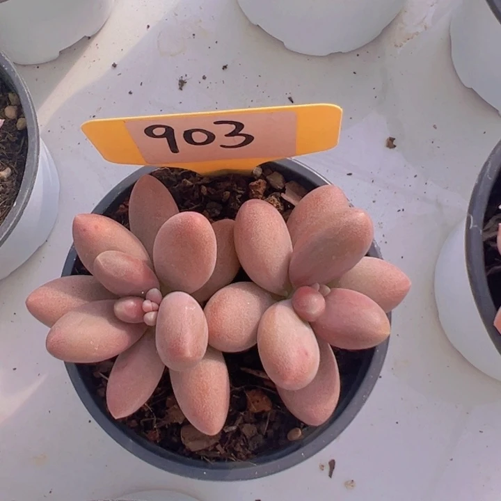 健健康康平平安安