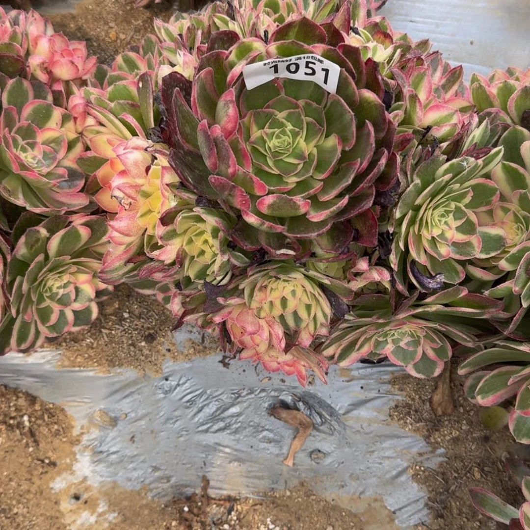 平*叔1051玉芙蓉寄养到秋