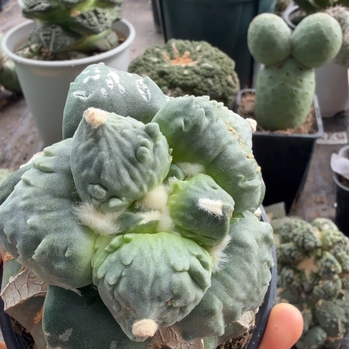 骑***阳954蛋怒牡丹仙人球