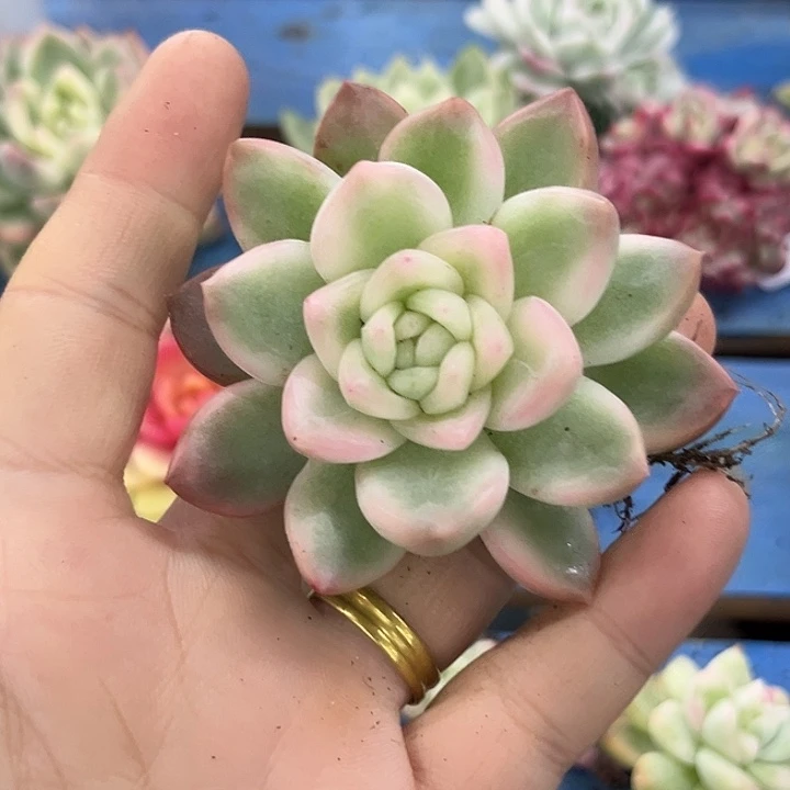 今***时冰月亮腹轮锦炸多肉植物