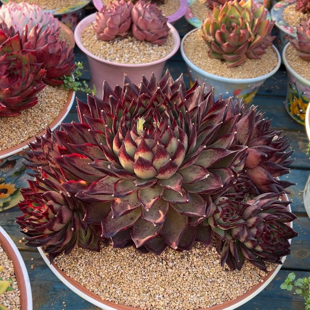 从前慢多肉精选编号0212.原始伊莲娜