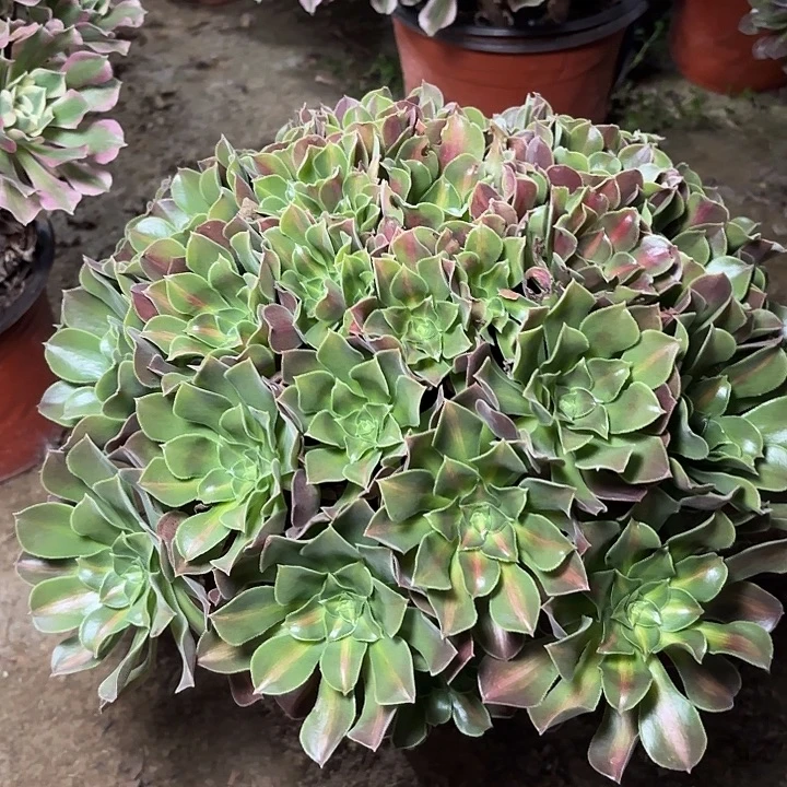 多肉植物女巫中斑35